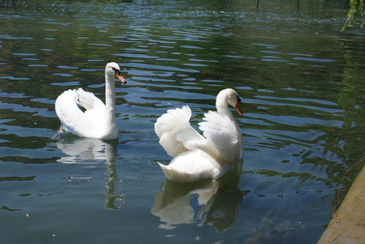 Agriturismo Villa Dei Mulini Volta Mantovana Dış mekan fotoğraf